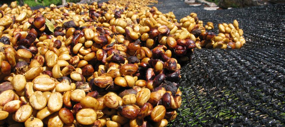 Chế biến cà phê nhân theo phương pháp mật ong - Robusta Coffee