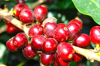 15 giống cà phê ngon làm 'chao đảo' thị trường thế giới