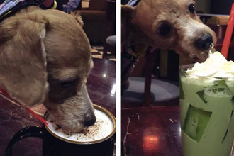 Tranh cãi việc cho chó dùng thức uống trong cốc ở quán cà phê